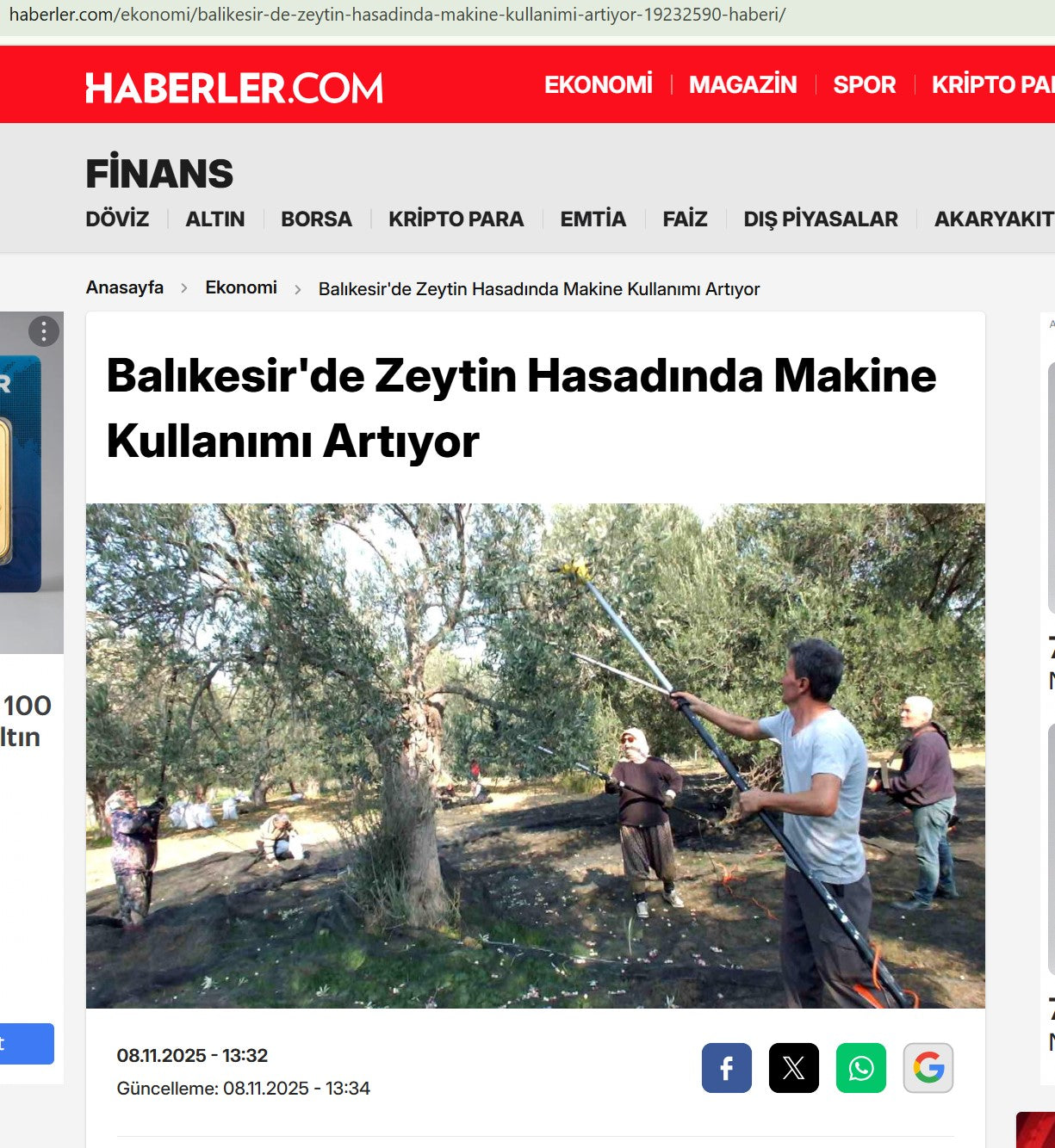 Haberler.com Balıkesir'de Zeytin Hasadında Makine Kullanımı Artıyor