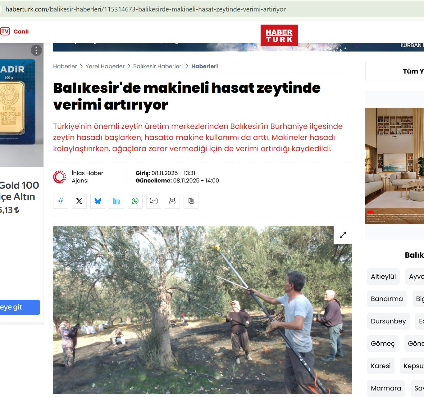 haberturk.com Zeytin üretim merkezlerinden Balıkesir’in Burhaniye ilçesinde zeytin hasadı