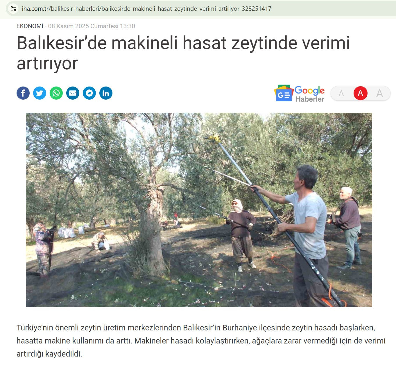 iha.com.tr Balıkesir’de makineli hasat zeytinde verimi artırıyor